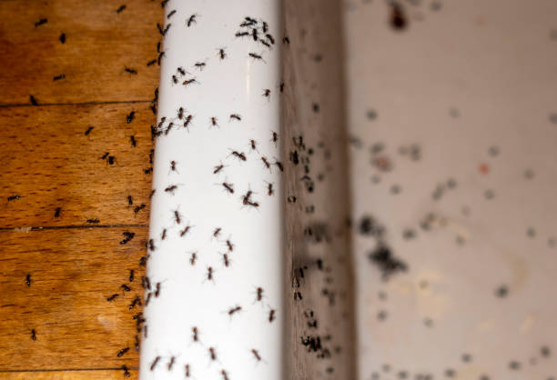 Best Flea Control Services  in Fair Lawn, NJ